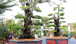 “Phát hoảng” đông trùng hạ thảo 2 tỉ, cây 7 tỷ đại gia Việt chơi Tết